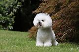 BICHON FRISE 511